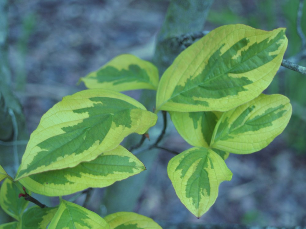 Cherokee Sunset dogwood
