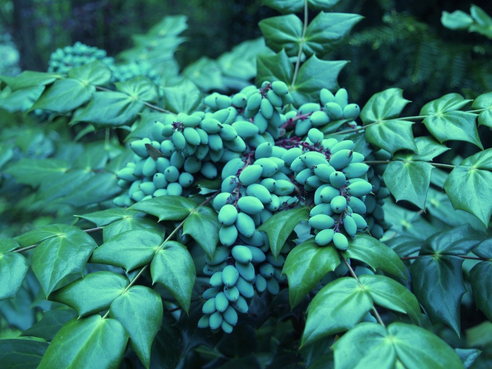 Fruit on leatherleaf mahonia in late April