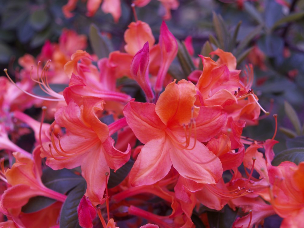 Exbury azalea in late April