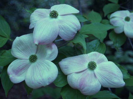 Stellar Pink dogwood in early May