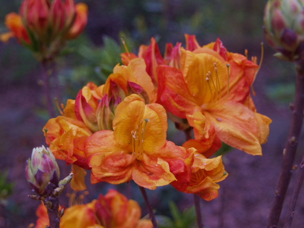 Exbury azalea in late April