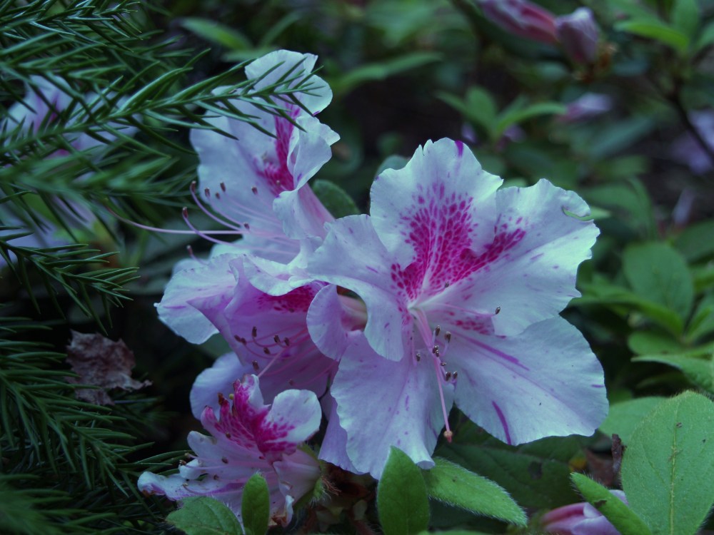Autumn Twist Encore azalea in late April