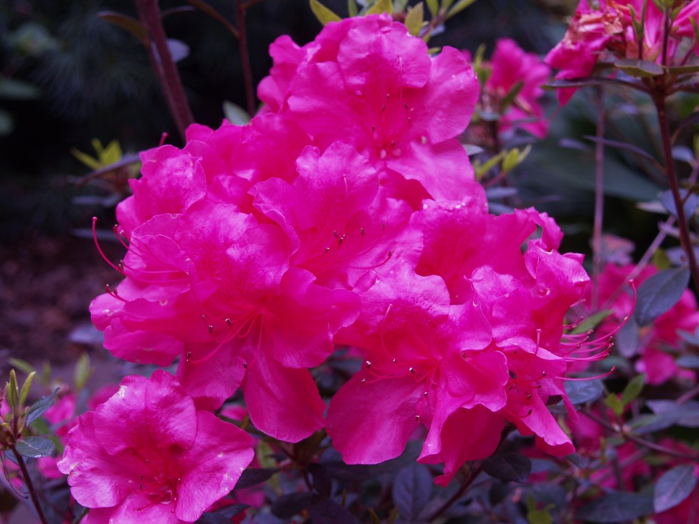 Encore azalea in late April