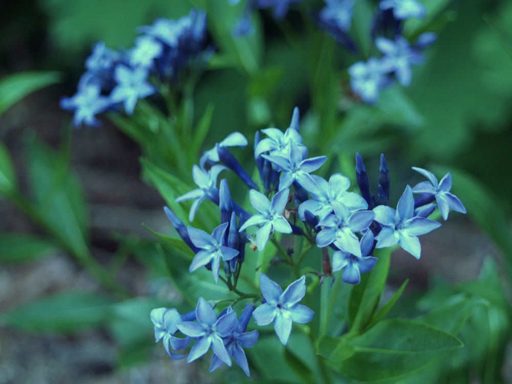 'Blue Ice' blue star in early May
