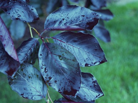 Purple leaf beech