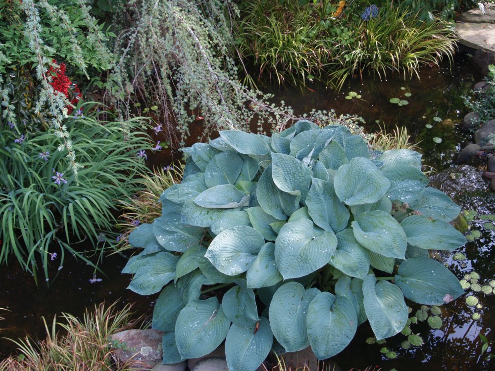 Seedling hosta growing in the middle of pond