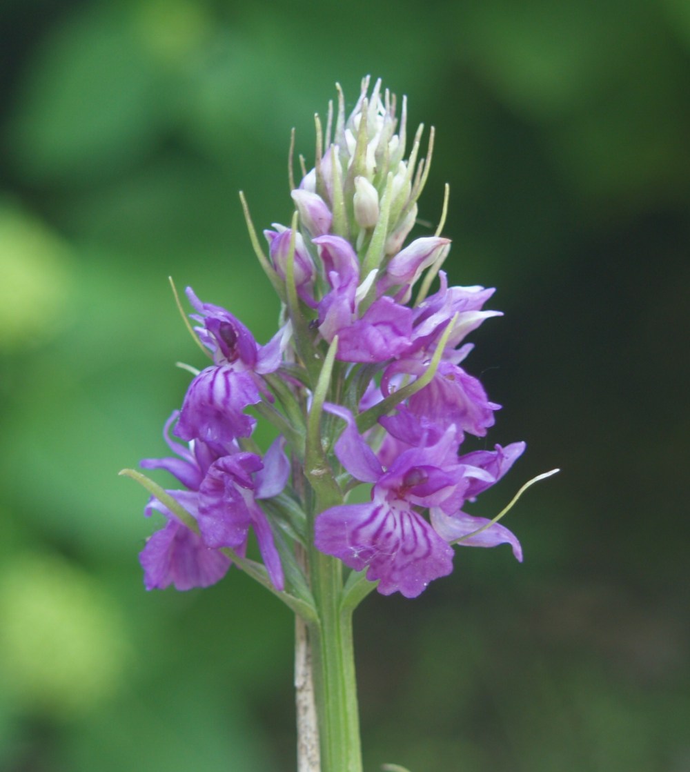Marsh orchid in late May