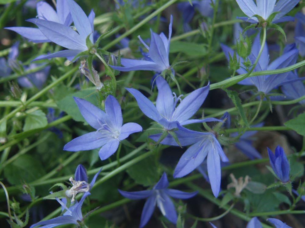 Bellflower in late May