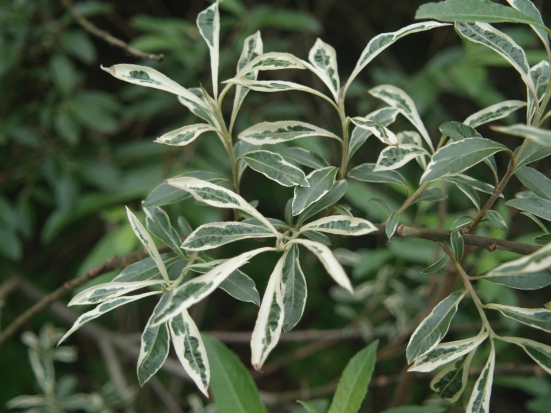 Variegated pussywillow in leaf is more attractive than I give it credit.