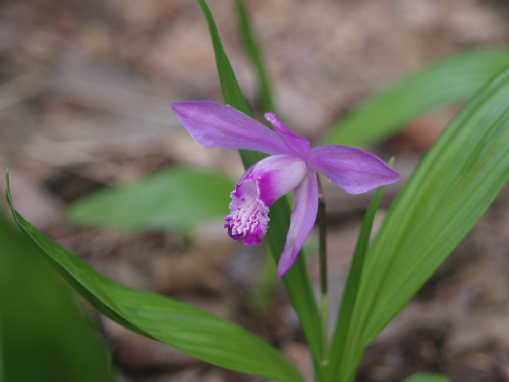 Ground orchid in late May