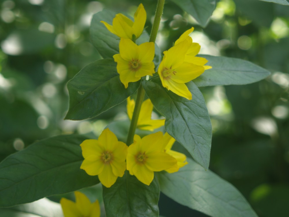 Variegated yellow loosestrife