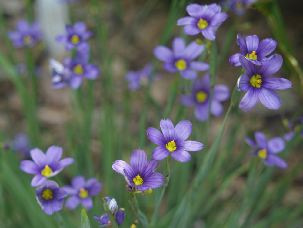 Blue Eyed grass in late May