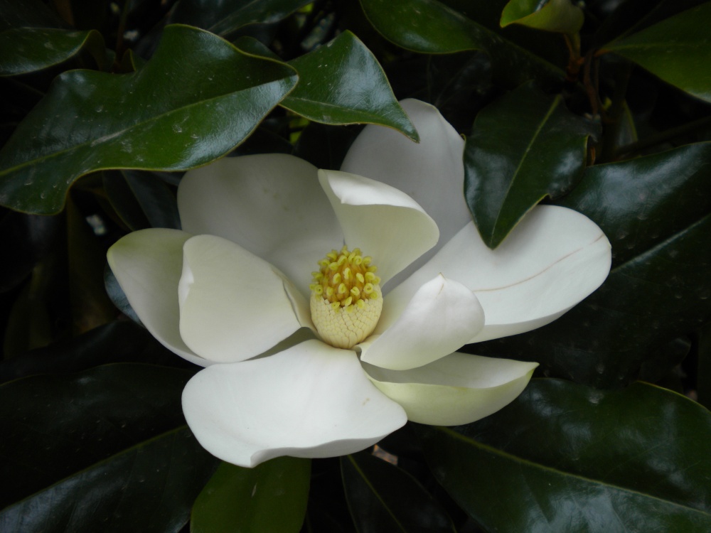 Brackens Brown Beauty magnolia in better times