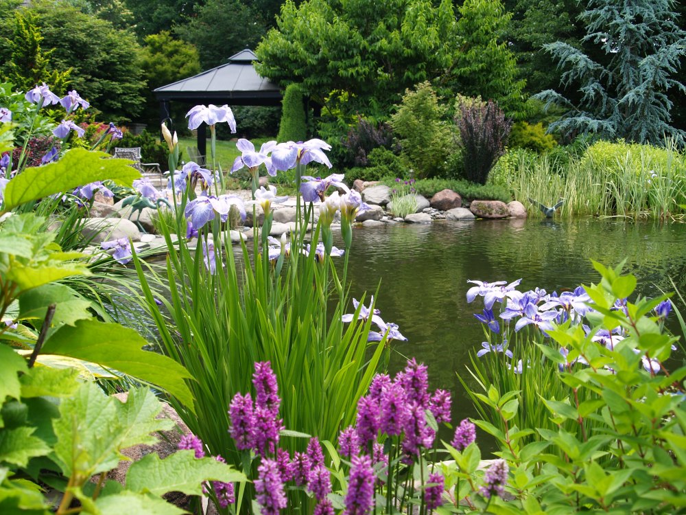 Japanese iris blooming by the swimming pond in early June