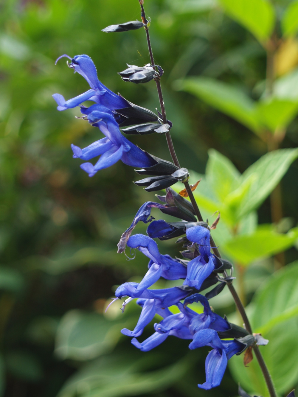 Black and Blue salvia in late June