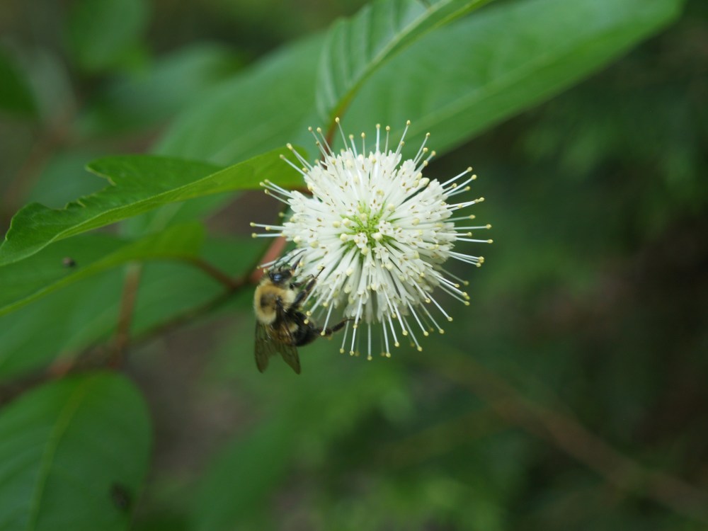 Buttonbush (Cephalanthus occidentalis) thrives in standing water. Bees and butterflies flock to its flowers.