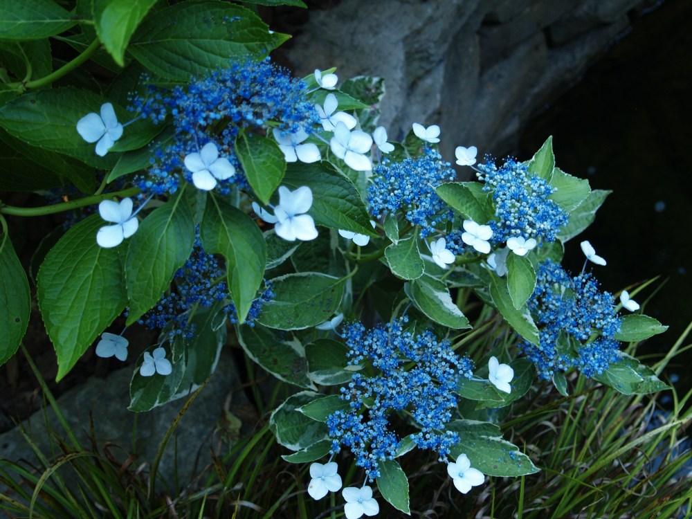 Variegated Maresi hydrangea in early July