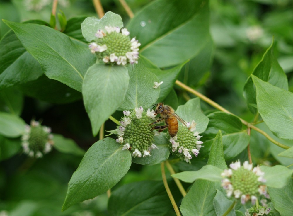 A bee on Mountain Mint in mid July