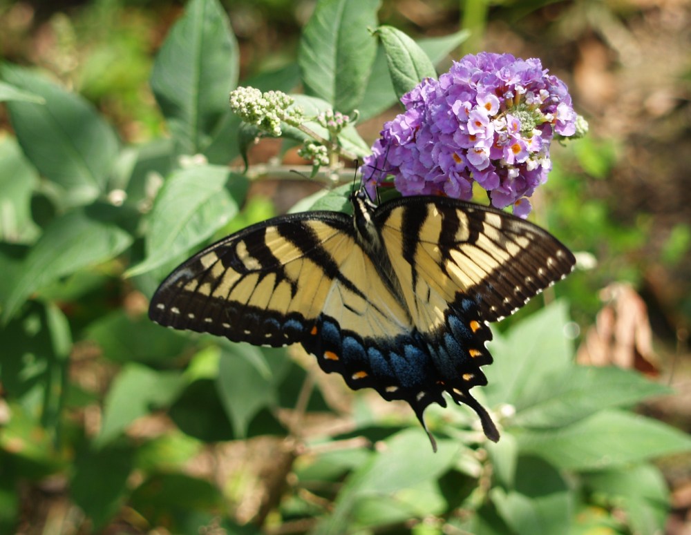 Eastern Tiger Swallowtail butterfly on butterfly bush in mid July
