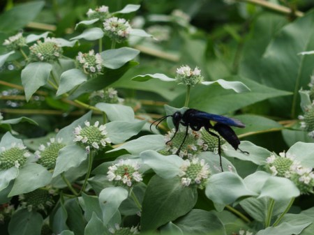 Wasp on Mountain Mint in mid July