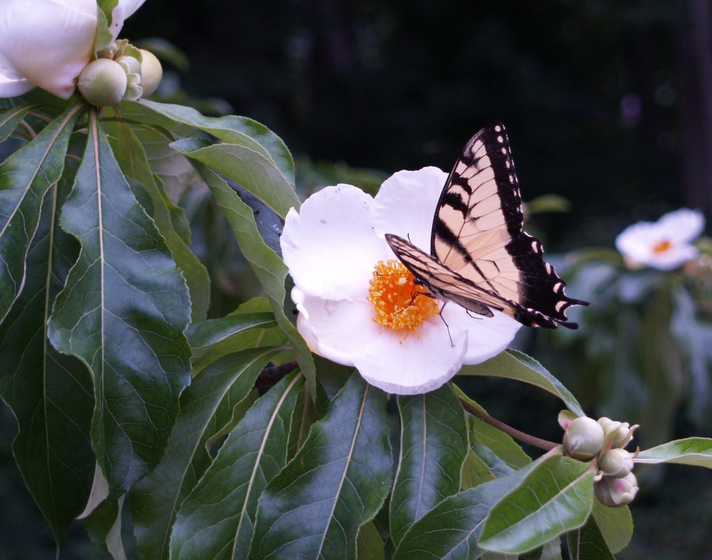 Tiger swallowtail on Franklinia flower in August