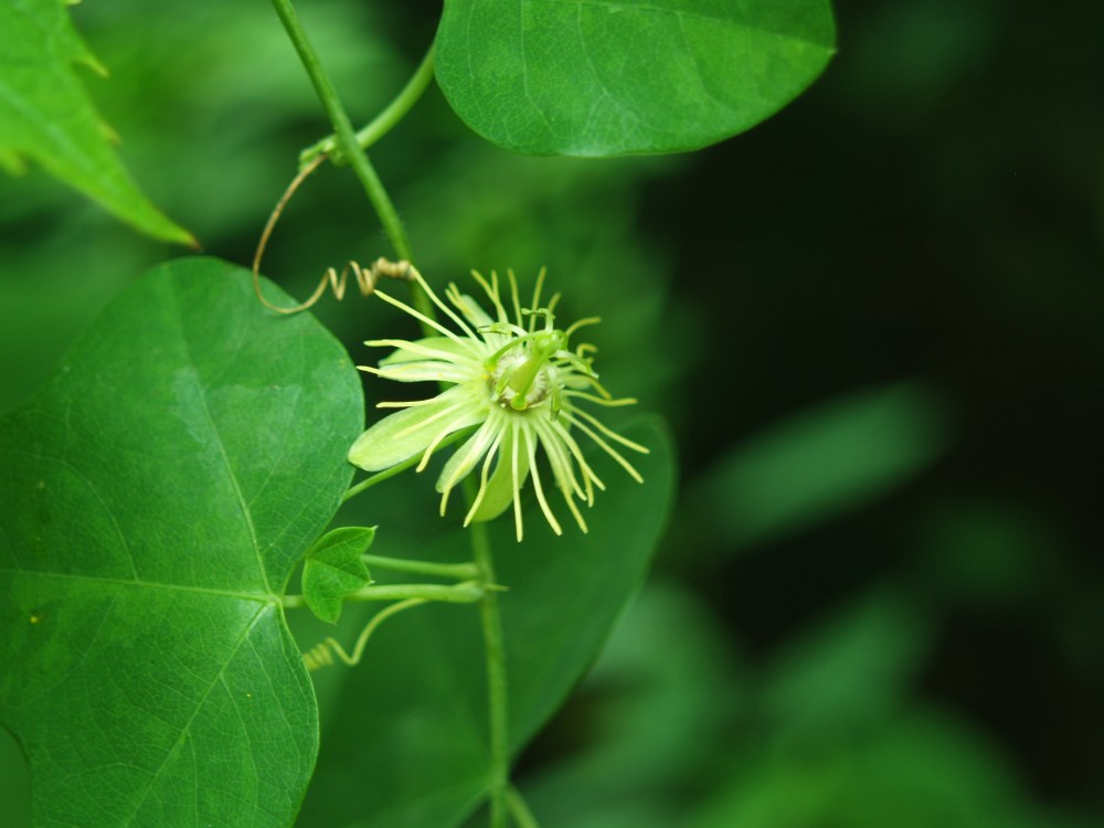 Yellow passionflower in August