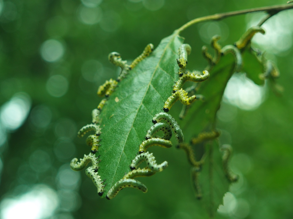 Sawfly caterpillars on river birch leaves