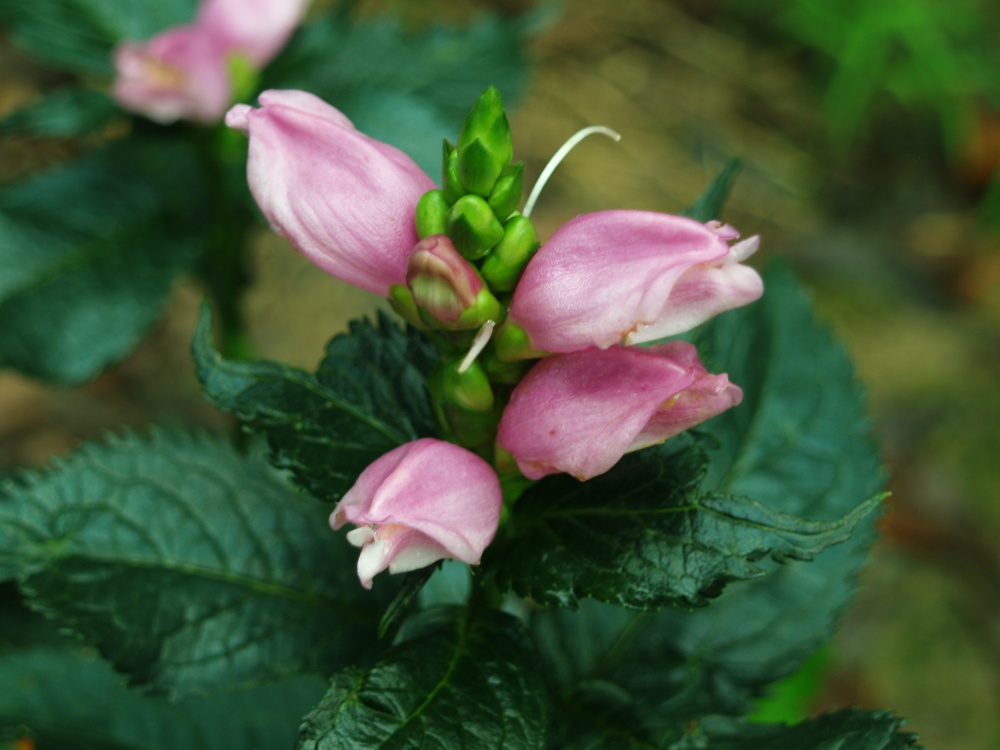 Turtlehead in late August