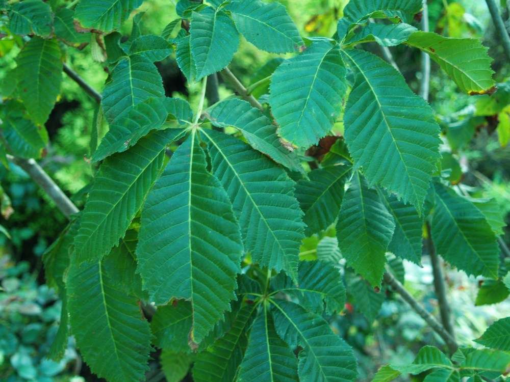 Foliage of red horsechestnut