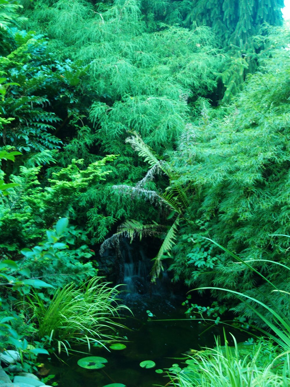 A pond and overhanging jungle