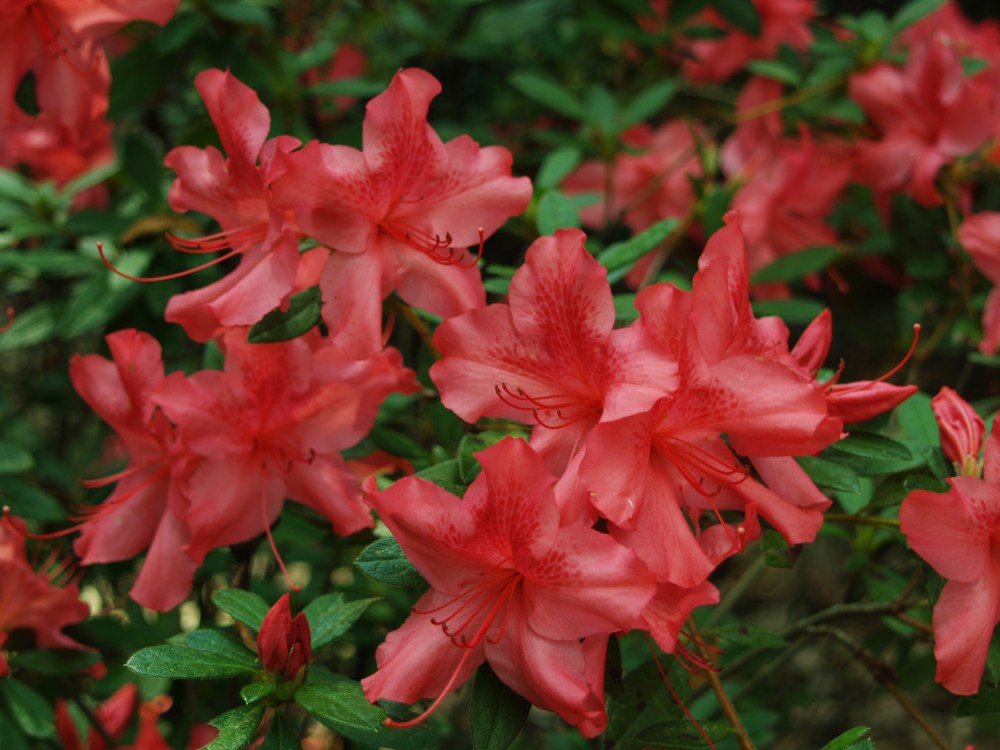 Encore azalea in October