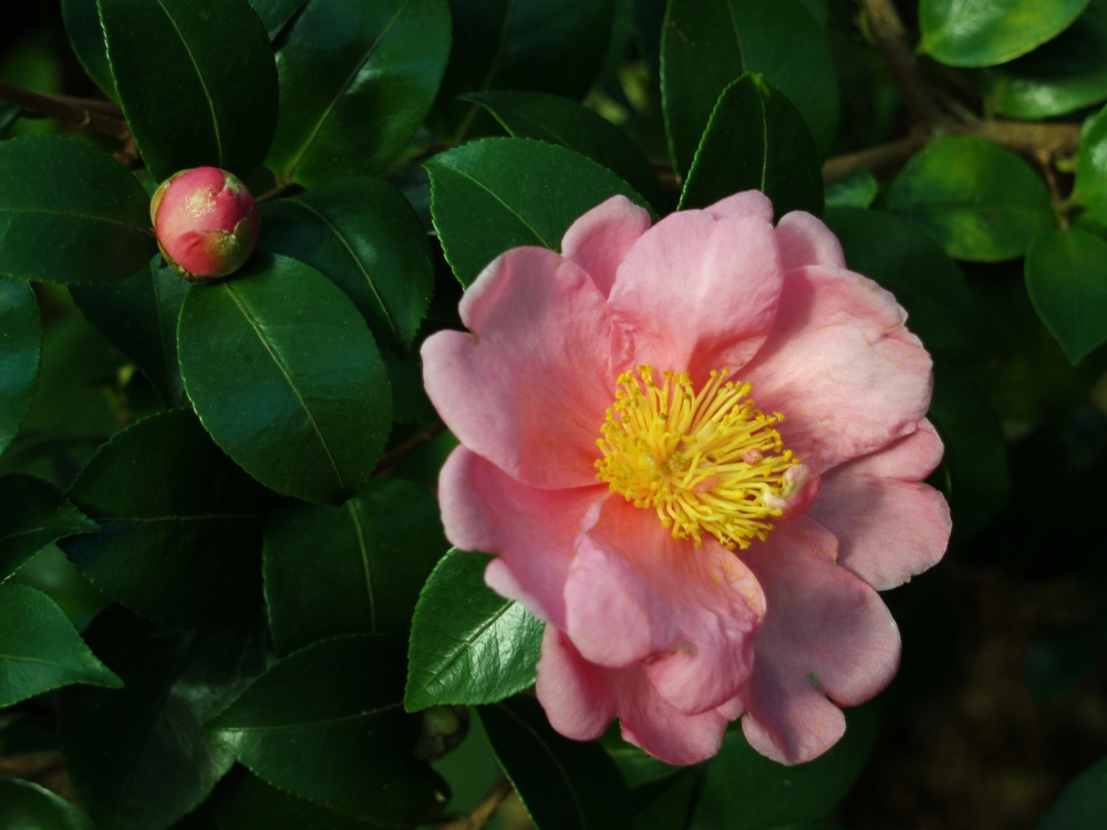 Winter's Interlude camellia in late October