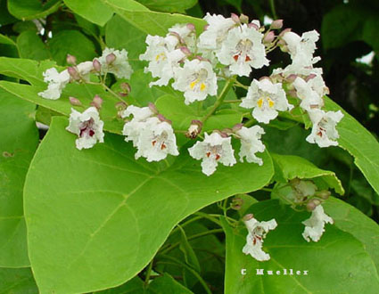 Catalpa