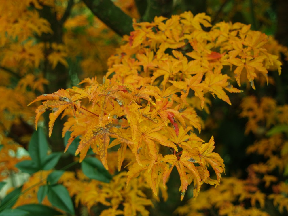 Lion's Head Japanese maple