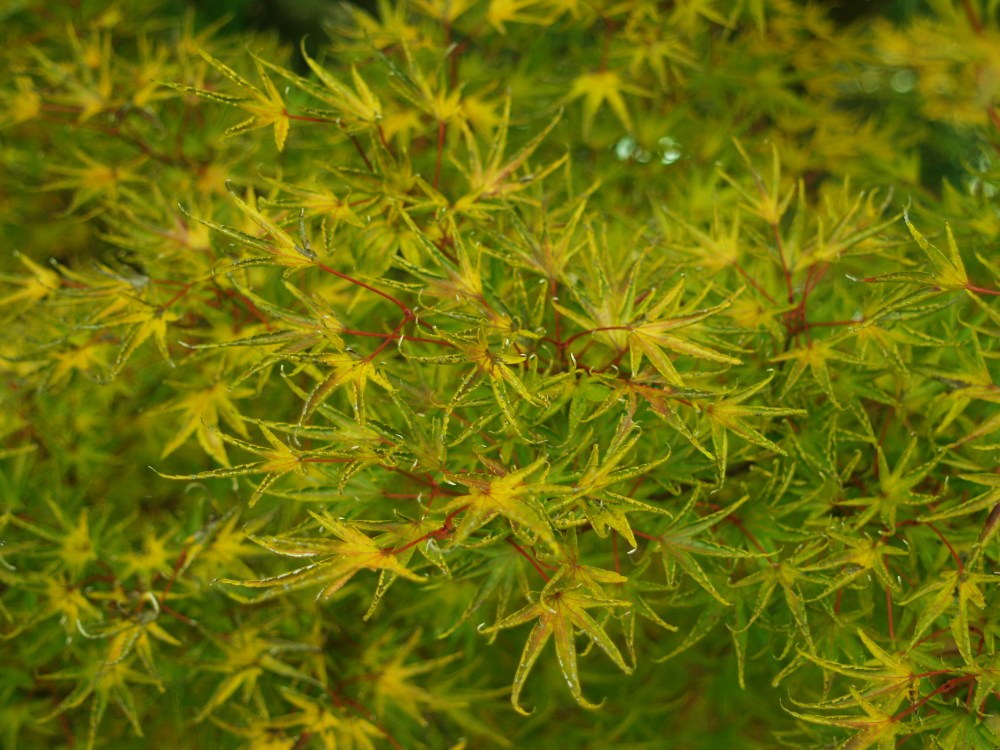 Okushimo Japanese maple