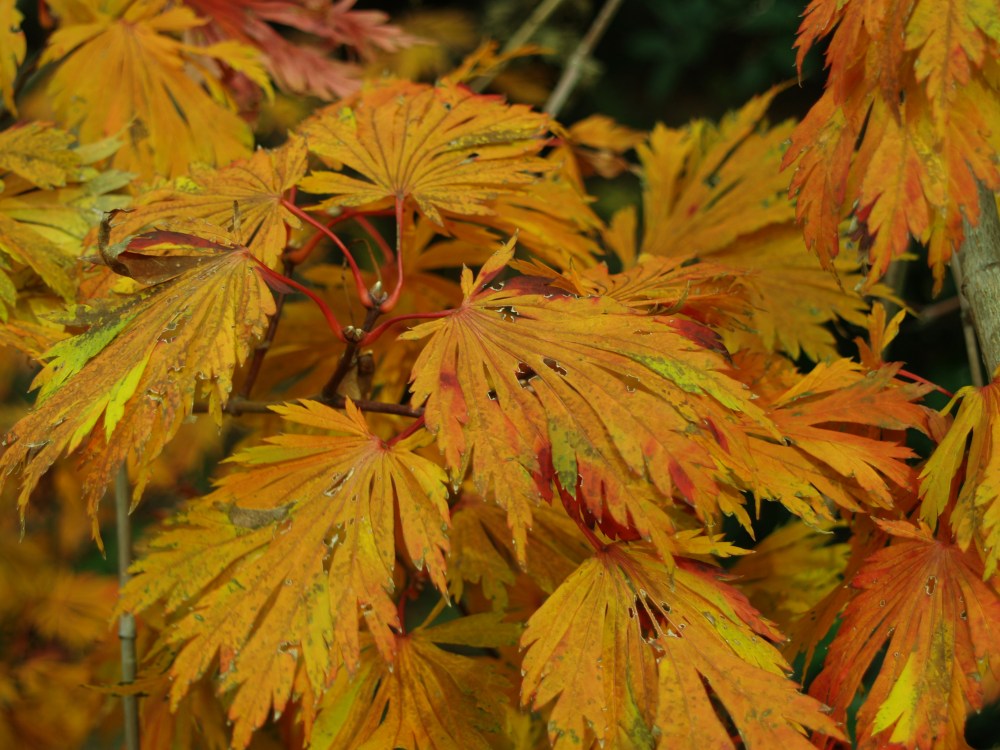 Fern Leaf Japanese maple
