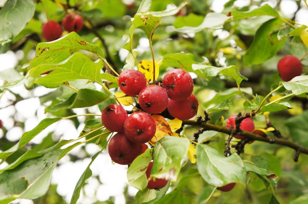 Crabapple fruits