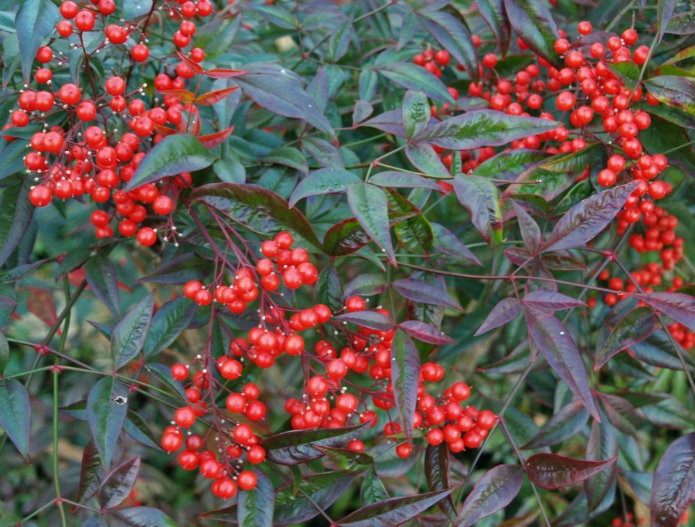 Nandina domestica in late November