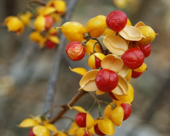 Oriental bittersweet