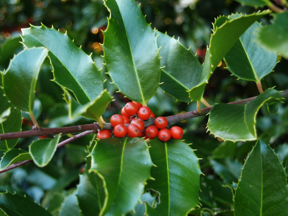 Koehne holly in December