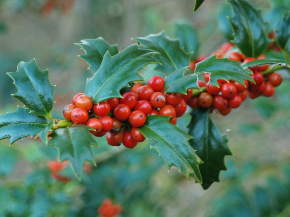 Patriot holly in late November