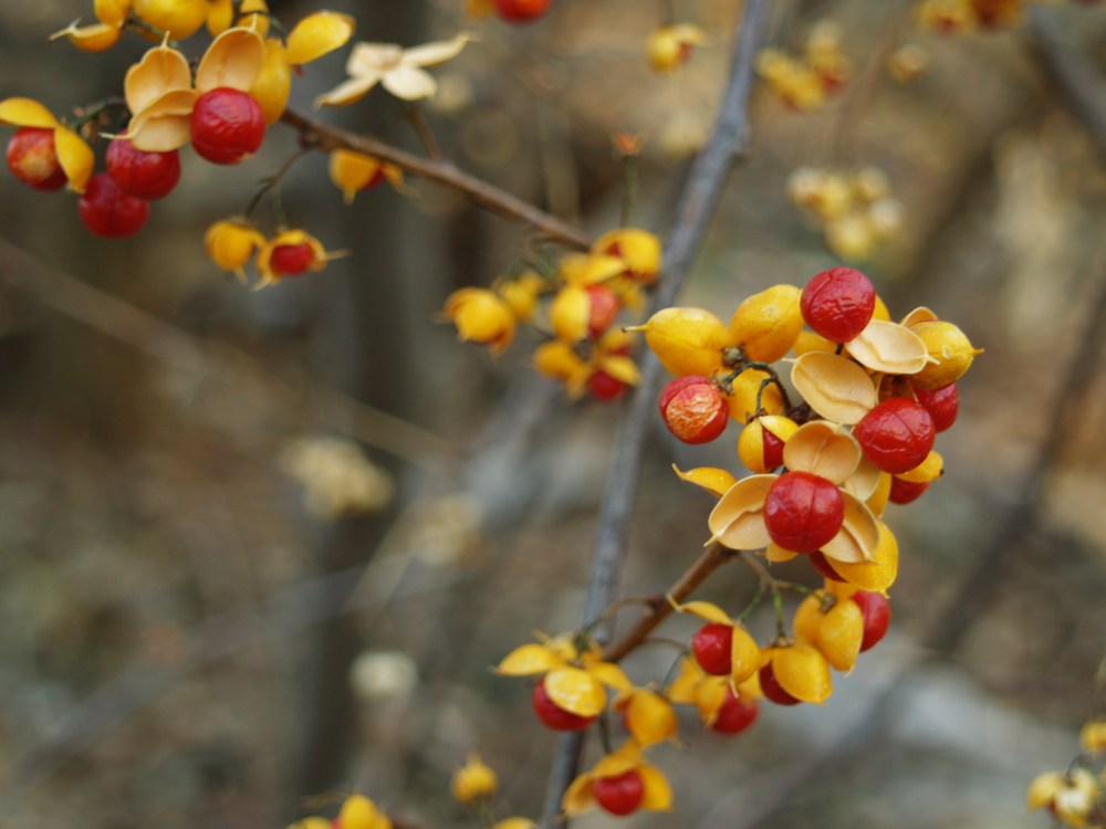 Oriental bittersweet