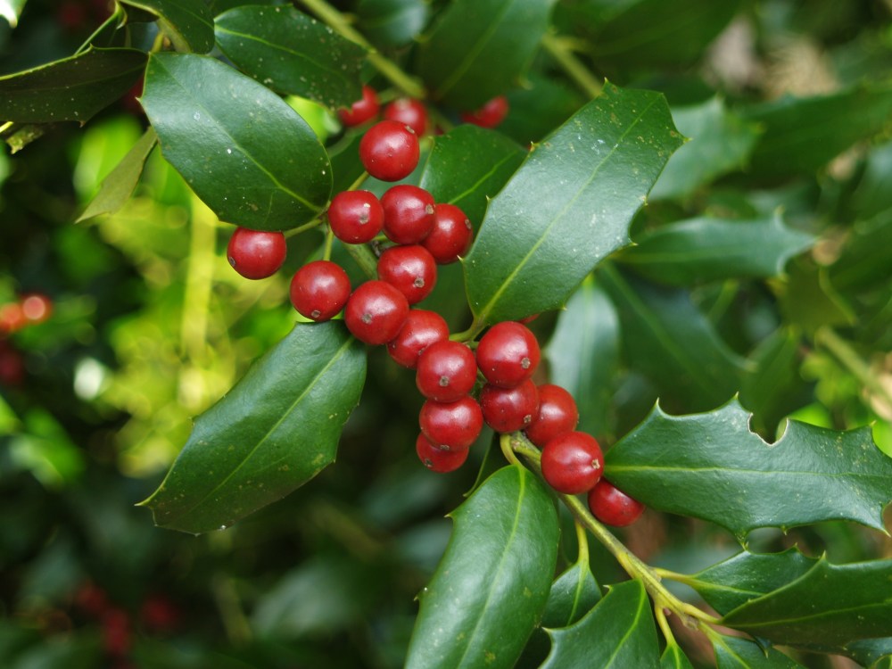 Christmas Jewel holly in December