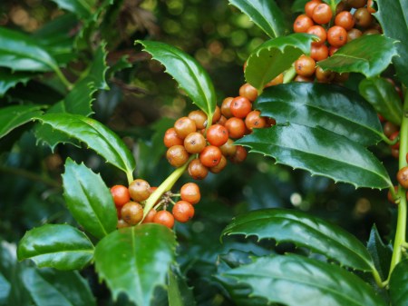 Mary Nell holly in December