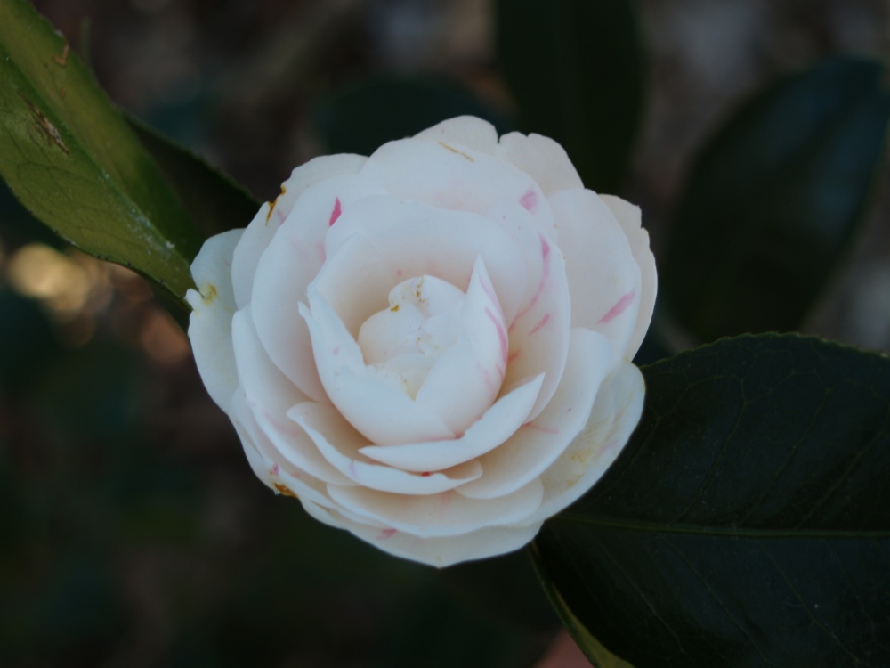 Winter's Snowman camellia in October