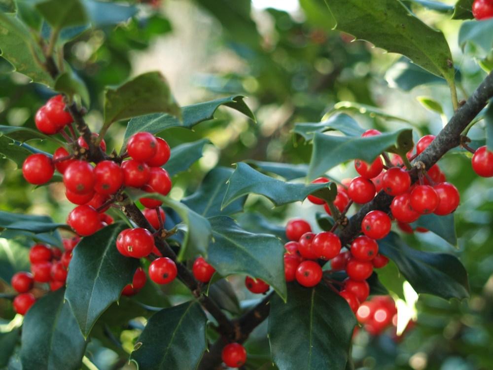 Centennial Girl holly in December