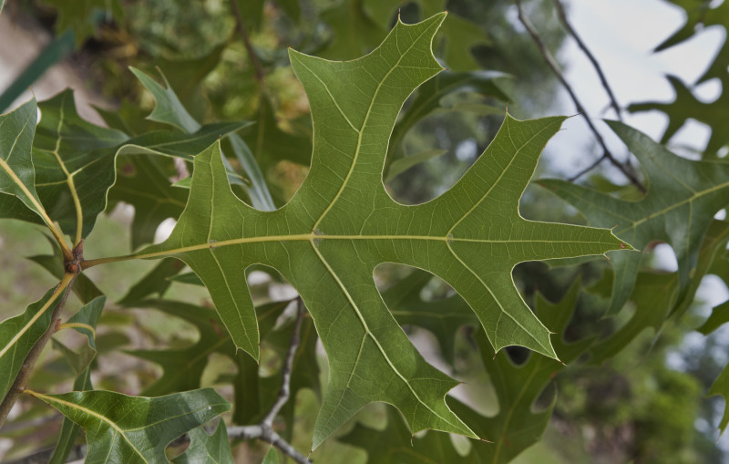 Pin oak leaf