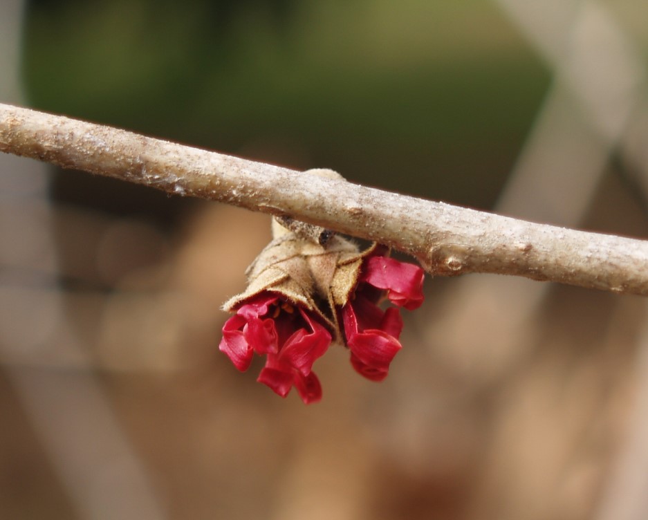 Diane witch hazel in January