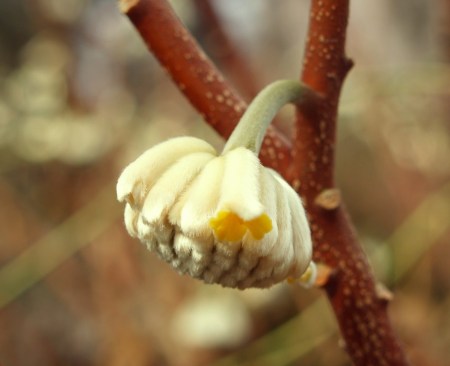 Edgeworthia in January