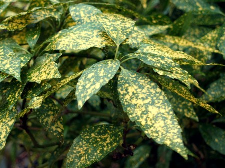 Gold Dust aucuba
